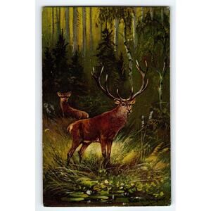 Signed Muller Artist Card Featuring Majestic Deer in Forest Scene